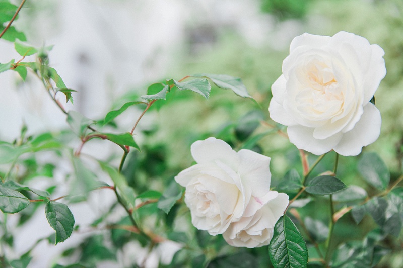White English Garden Rose