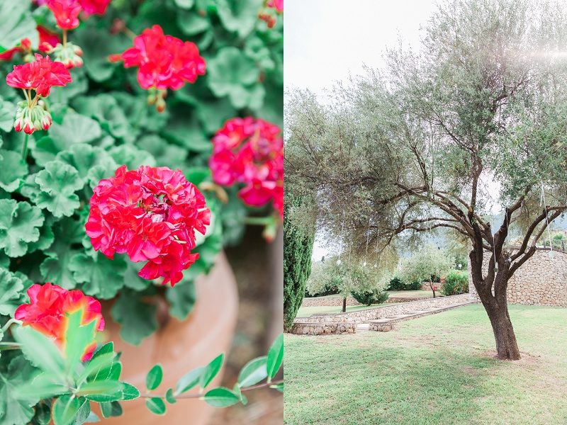 Mirrors Hanging from an Olive Tree and Red Flowers For the Bohemian Garden Wedding at Ionain Blue