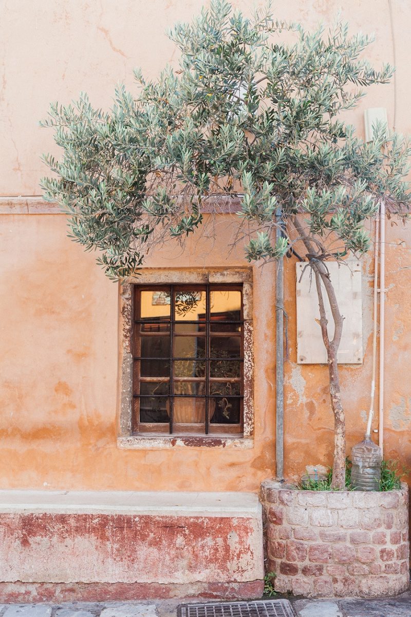 Olive Tree Against a Terracotta Wall With A Window in Oai Santorini