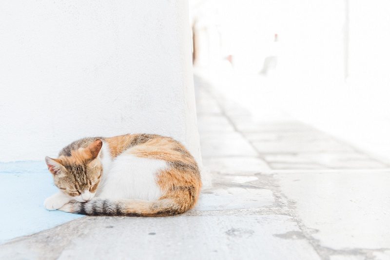 Mottled Cat Sleeping On The Streets of Oia Santorini