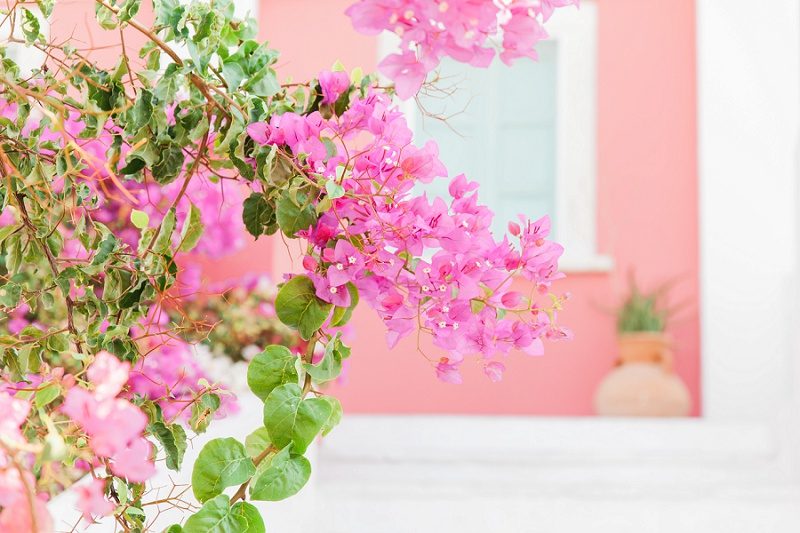 Pink Bougainvillea Against a Pink and White Wall in Oia Santorini