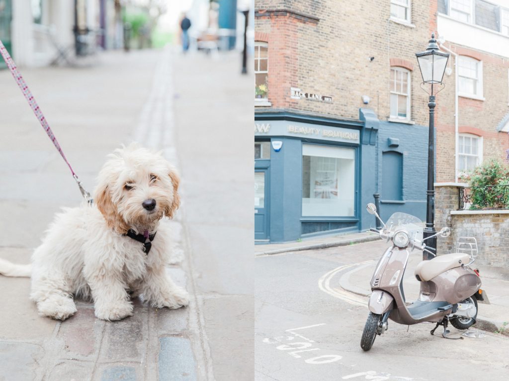 Fluffy maltese dog and a vespa on the streets of Hampstead Village in London