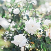 Roses in Bloom on Ithaca, Greece by Maxeen Kim Photography