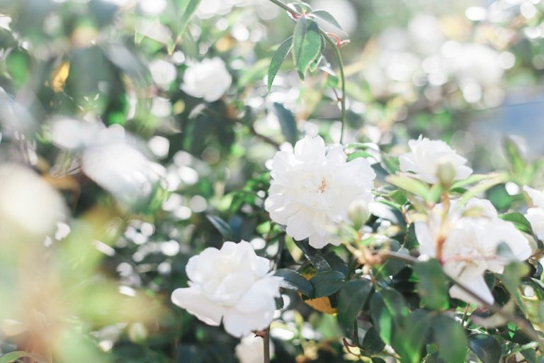 Roses in Bloom on Ithaca, Greece by Maxeen Kim Photography