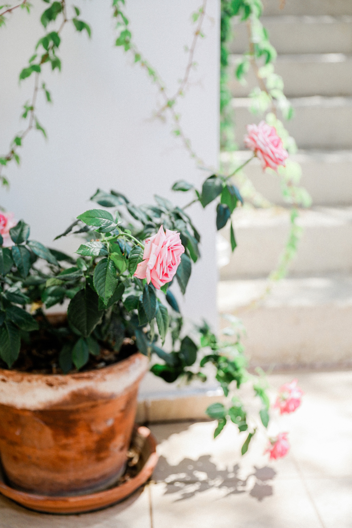 Pink potted roses on the terrace of Irida Boutique Hotel