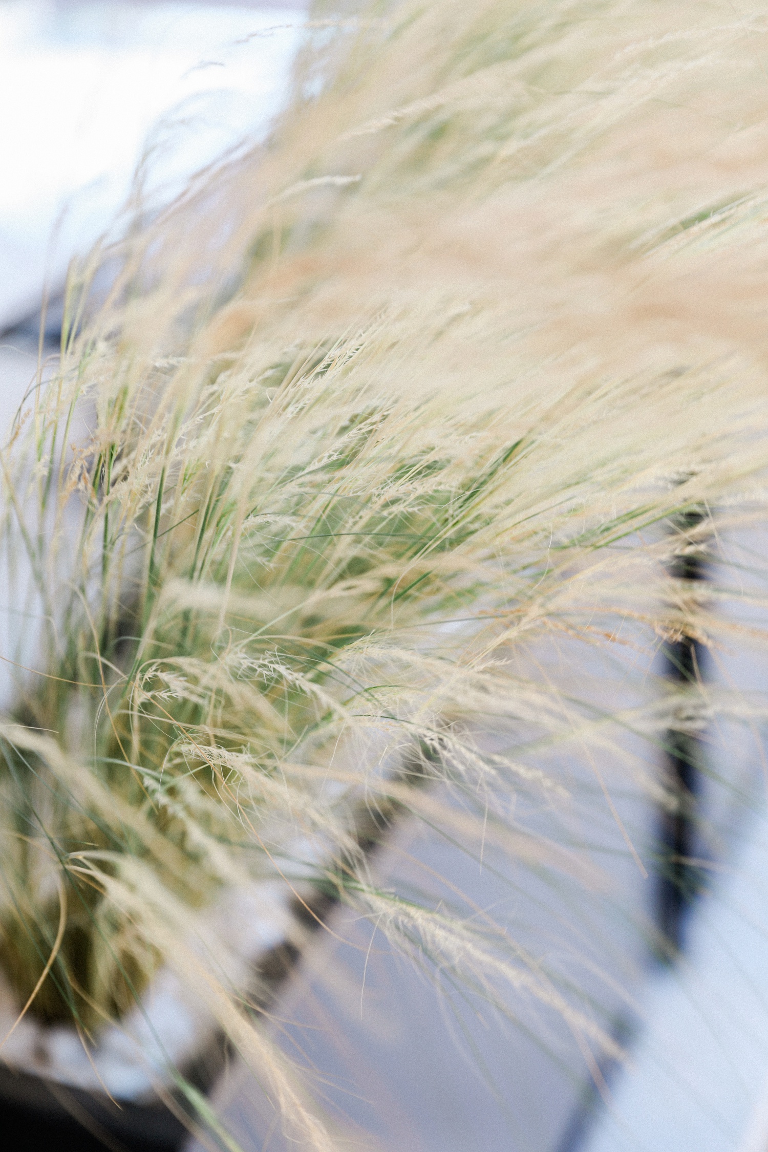 Rustic grasses at Parga Beach Resort in Greece