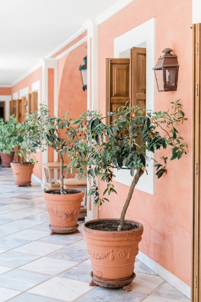 Potted kumquat bushes in the courtyard of Villa Veneziano